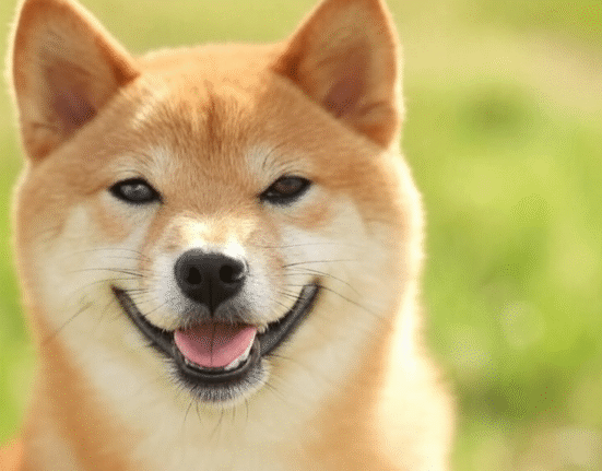 Meme to Mainstream: 21Shares Spotlights Dogecoin ETP