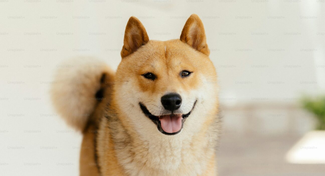 Analyst Drops Dogecoin Bombshell: 174% Surge To $0.65 In Sight