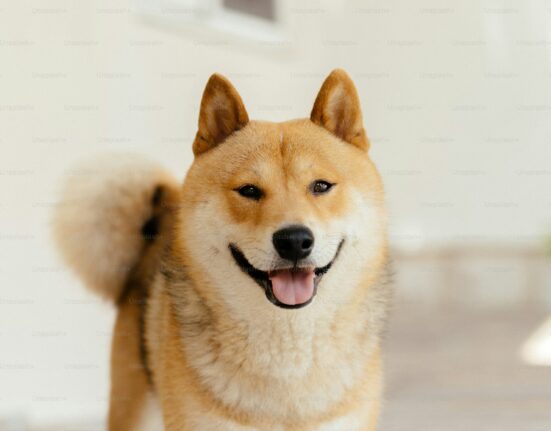 Analyst Drops Dogecoin Bombshell: 174% Surge To $0.65 In Sight